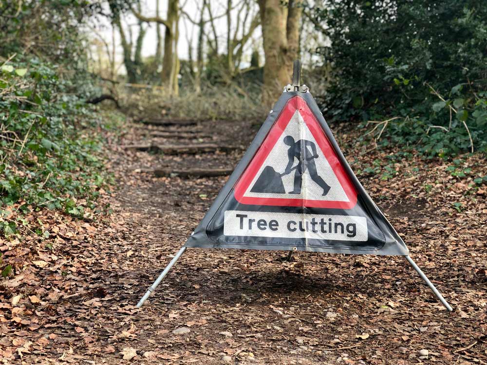 Tree Surgeon North Devon
