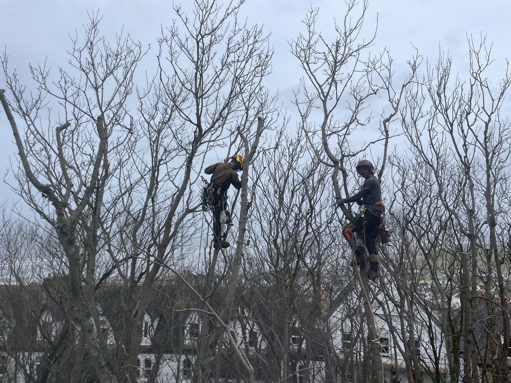 tree thinning in North Devon lumberjacks
