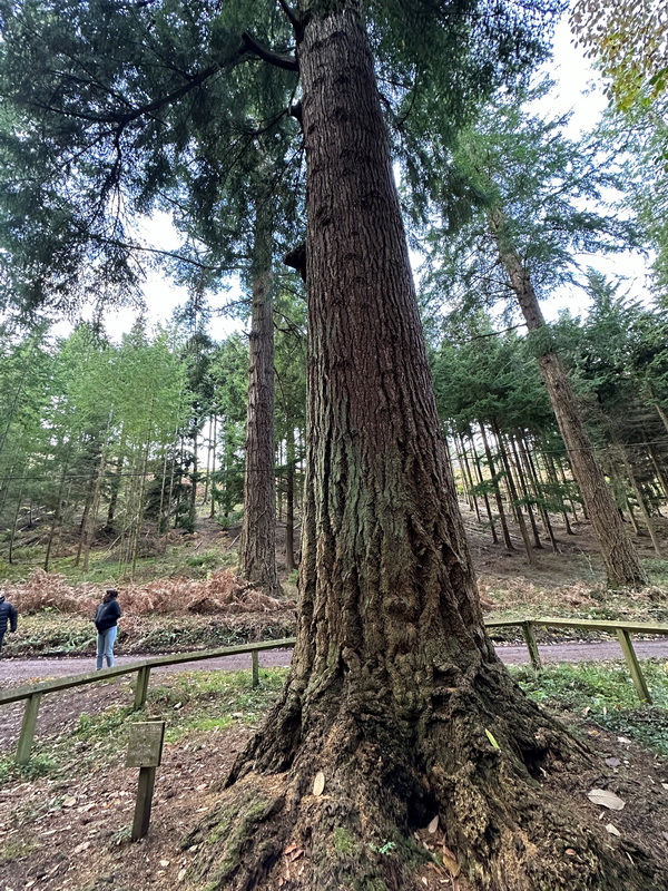 Nutcombe Bottom Englands tallest tree