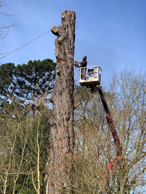 Reaching New Heights: Tree Control's MEWP - Your Partner in Efficient Tree Care
