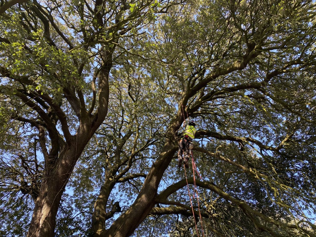 tree surgery tree pruning tree climbing North Devon